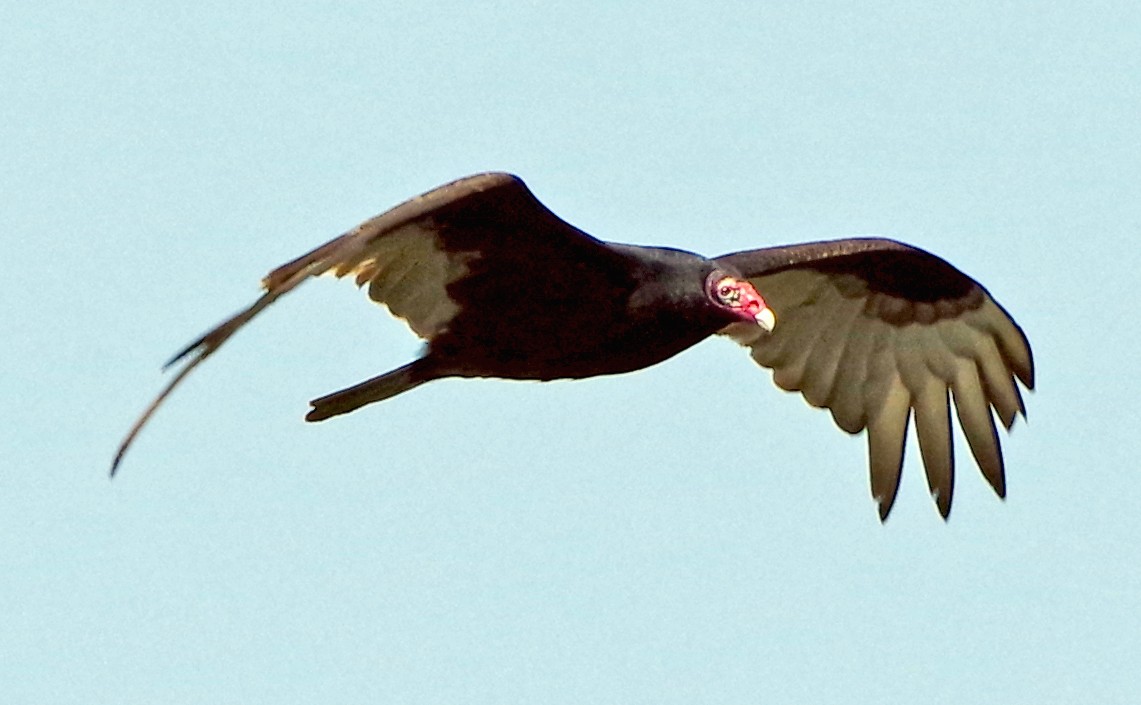 Turkey Vulture - Bill Winkler