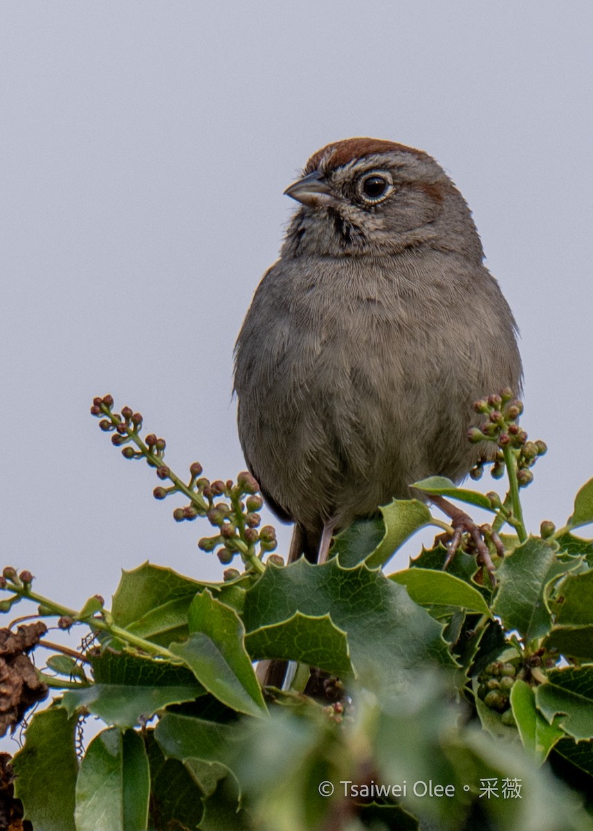 Rufous-crowned Sparrow - ML618052195