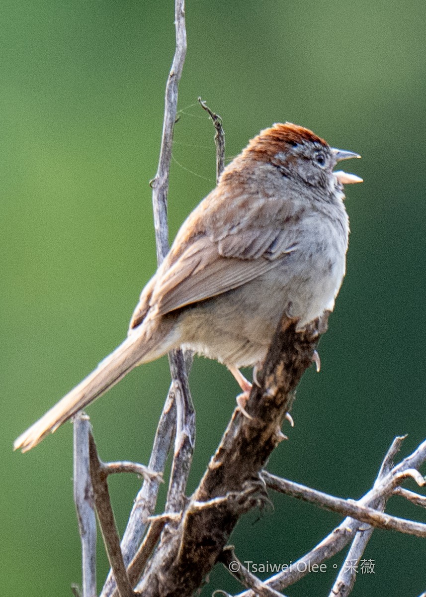 Rufous-crowned Sparrow - Tsaiwei Olee
