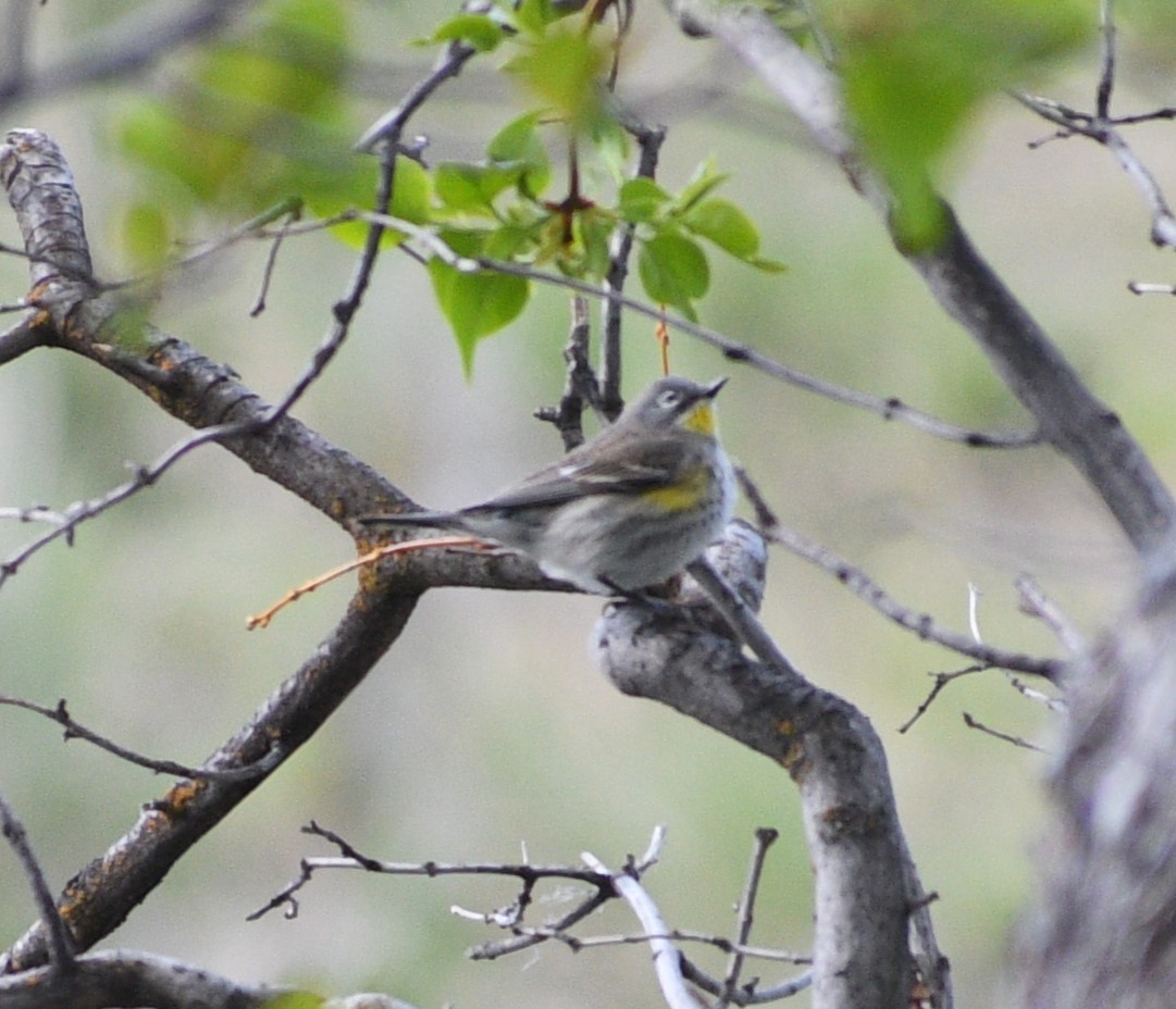 Yellow-rumped Warbler - Peter Olsoy