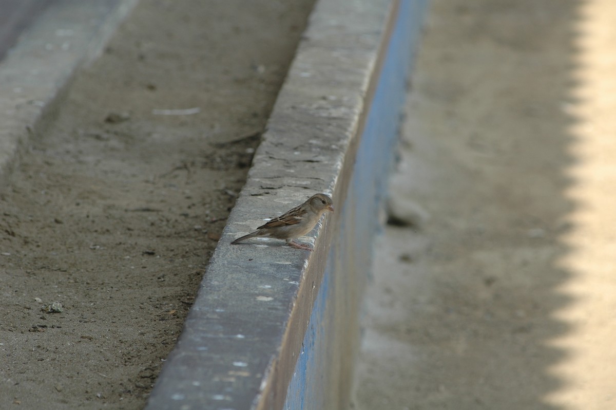 House Sparrow - ML618052218