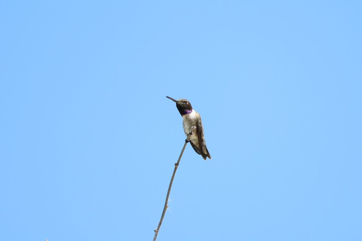Black-chinned Hummingbird - ML618052230