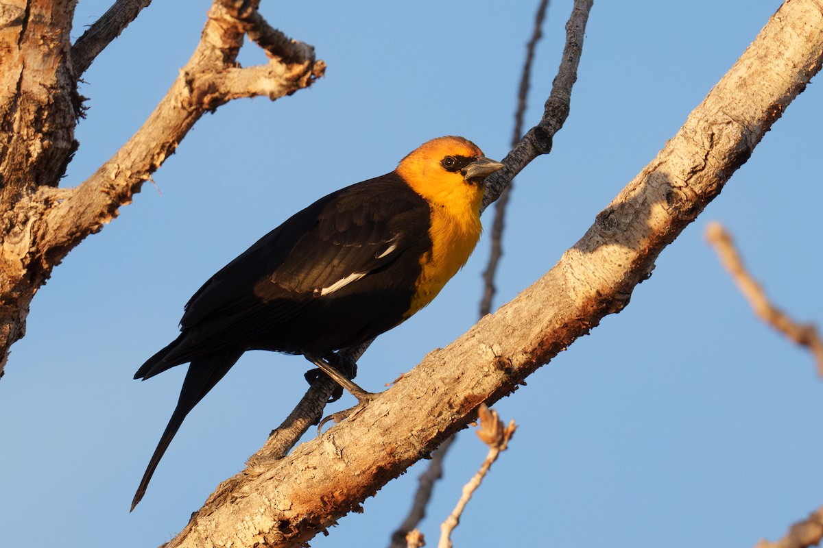 Yellow-headed Blackbird - ML618052253