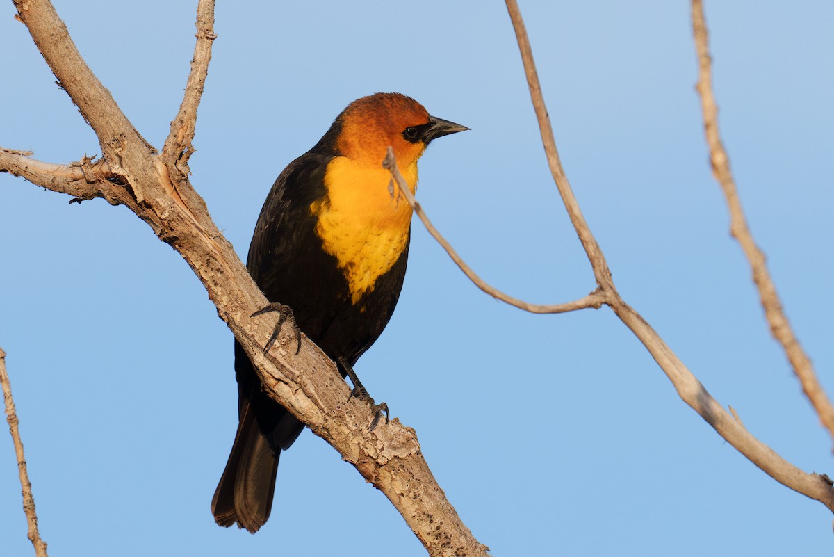 Yellow-headed Blackbird - Linda Chittum