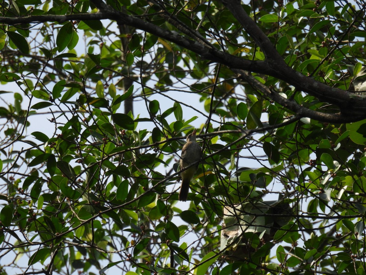 Lineated Barbet - ML618052259