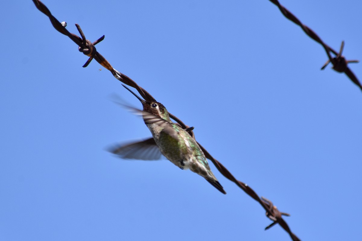 Anna's Hummingbird - ML618052270