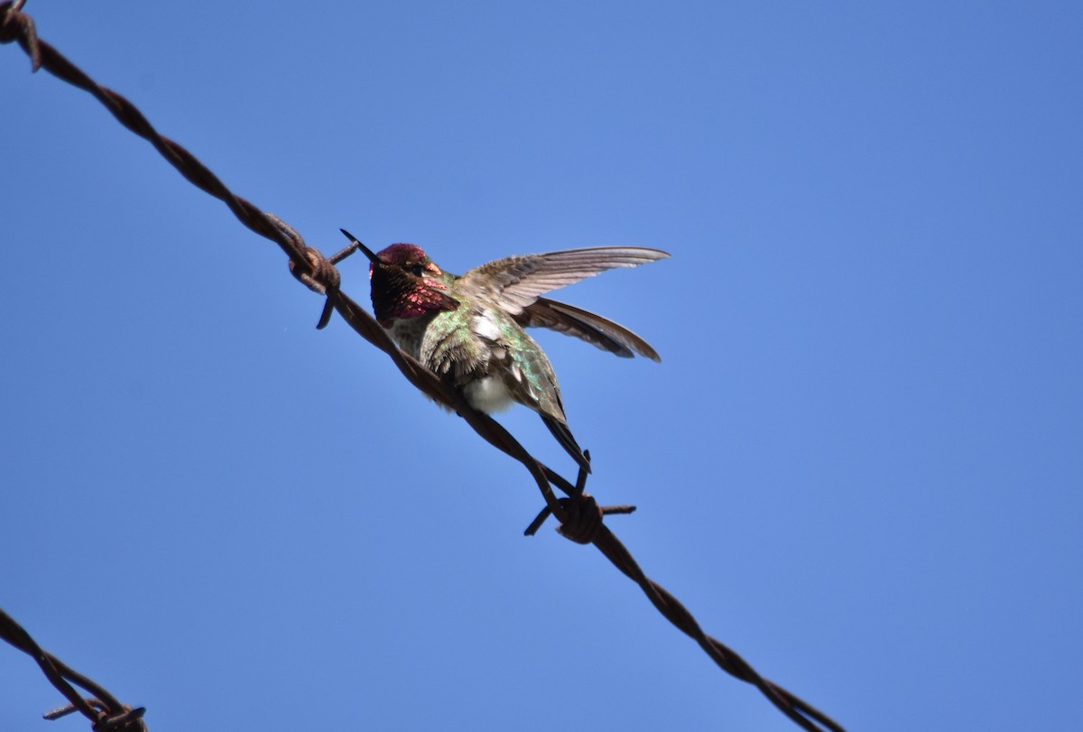 Anna's Hummingbird - ML618052271