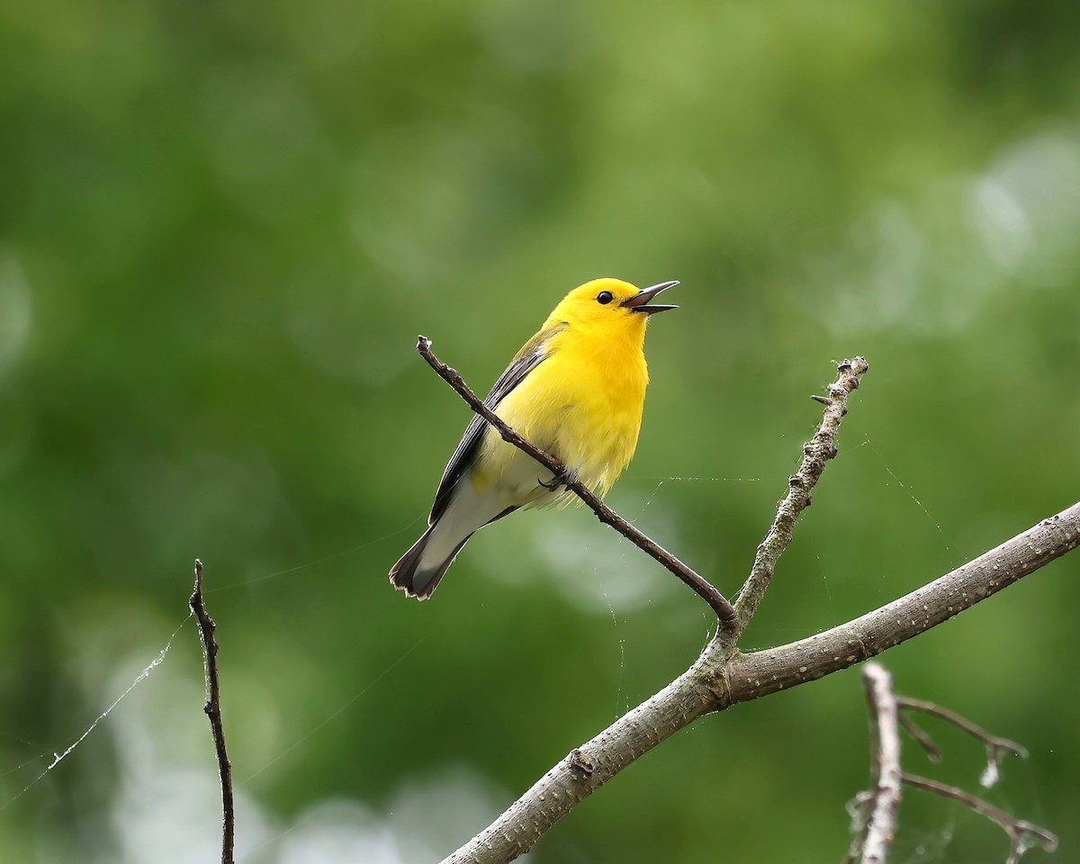 Prothonotary Warbler - ML618052302