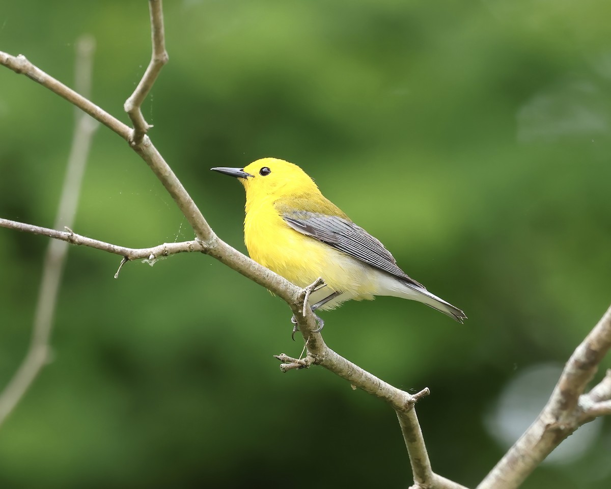 Prothonotary Warbler - ML618052303