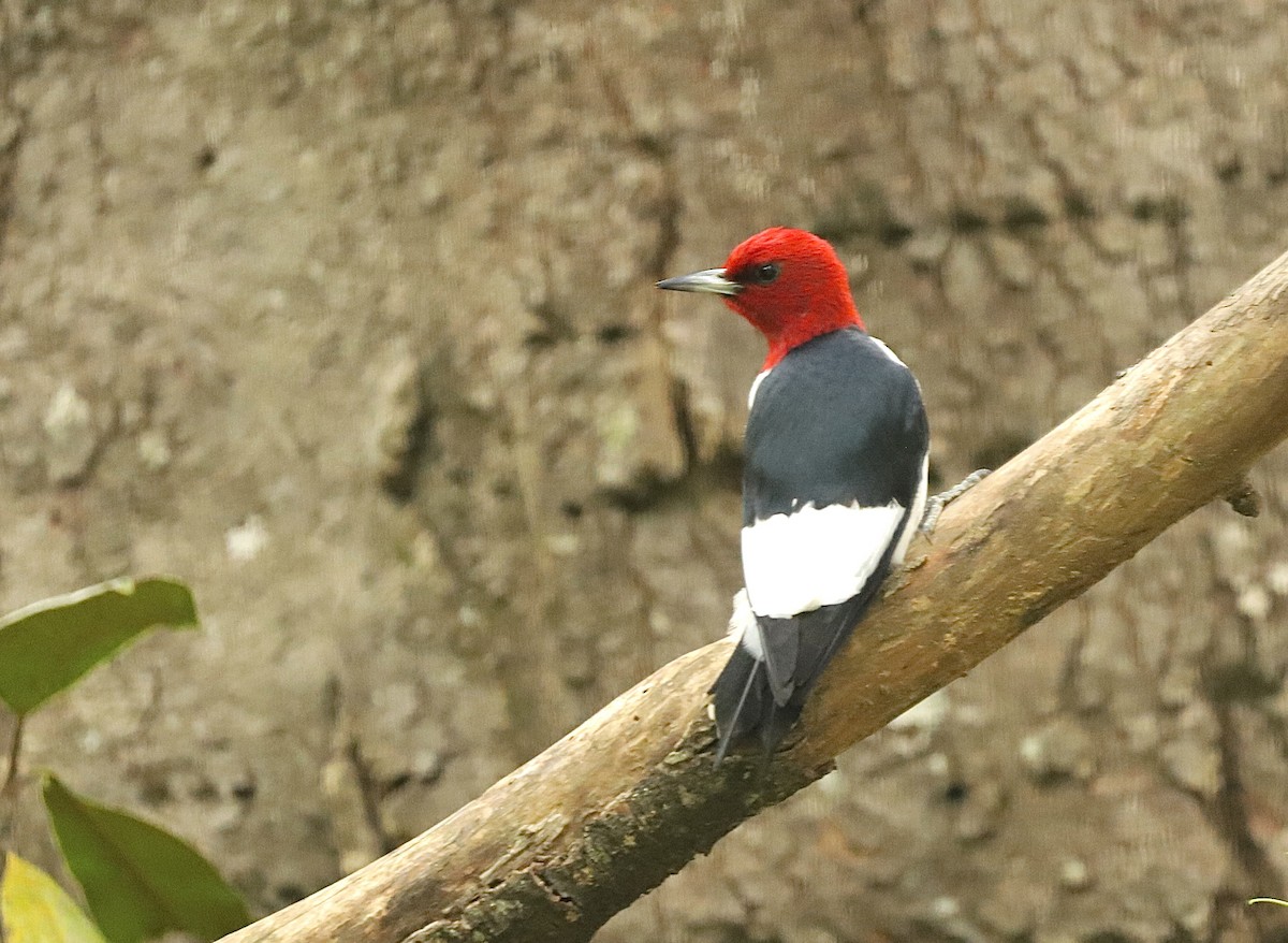 Red-headed Woodpecker - ML618052305