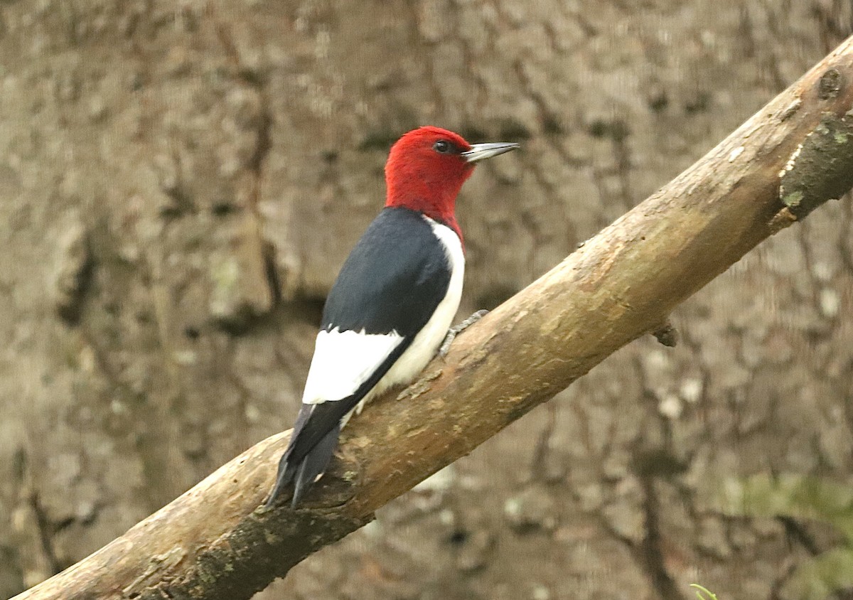 Red-headed Woodpecker - Margaret Bergstrom