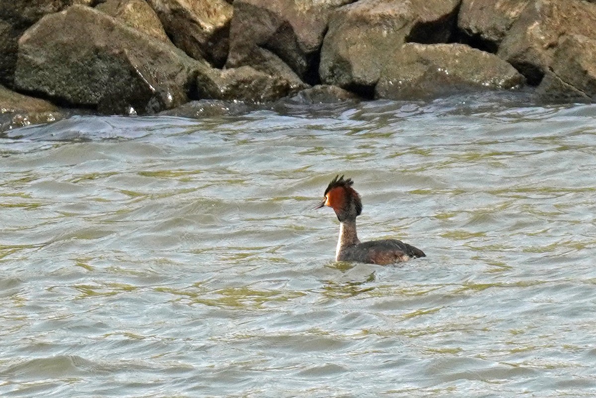 Great Crested Grebe - Susan Iannucci