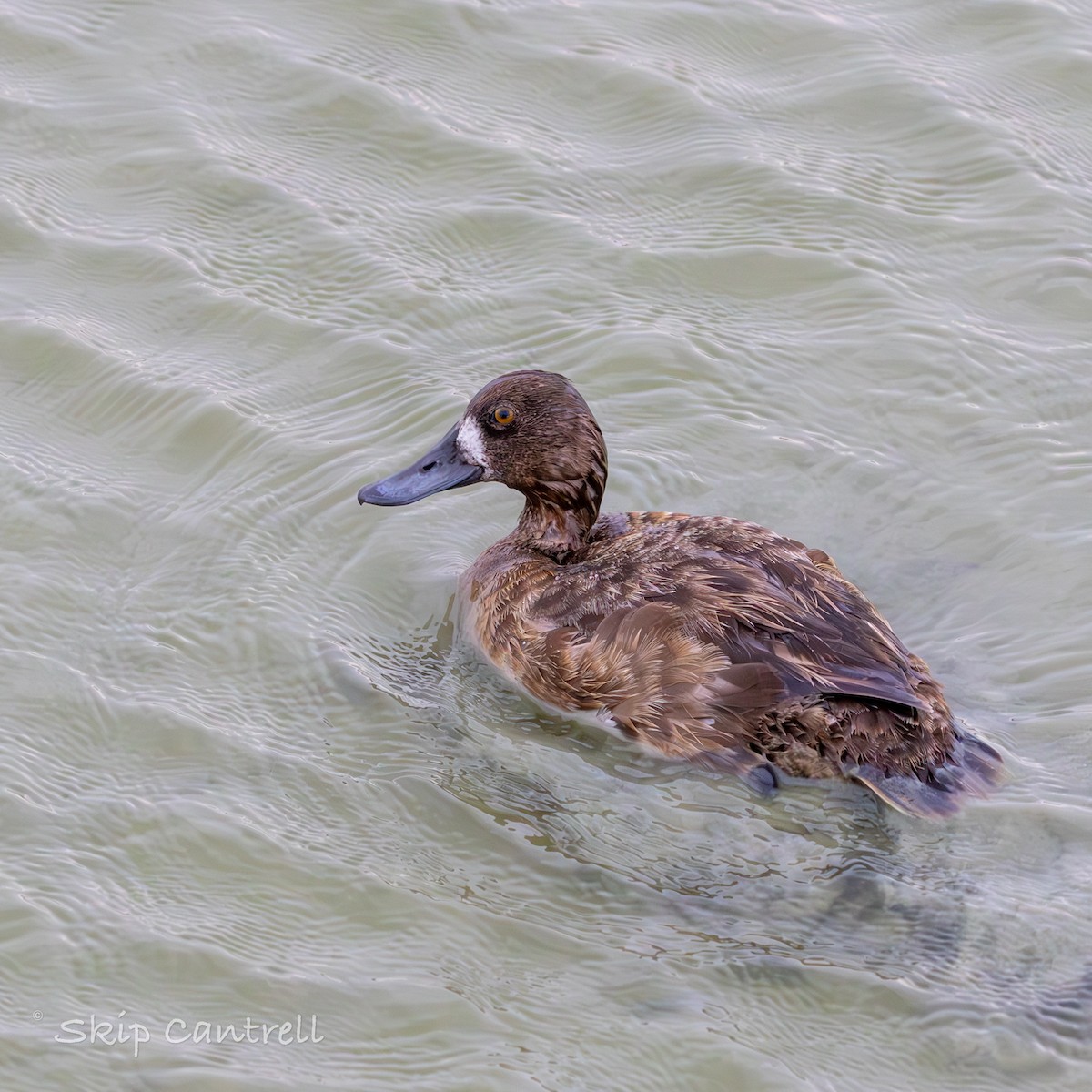Greater/Lesser Scaup - ML618052308