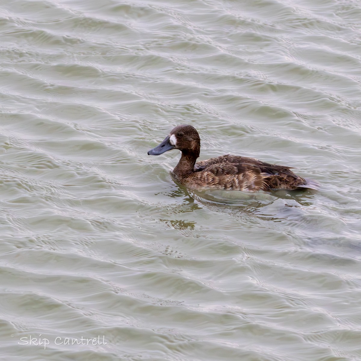 Greater/Lesser Scaup - Skip Cantrell