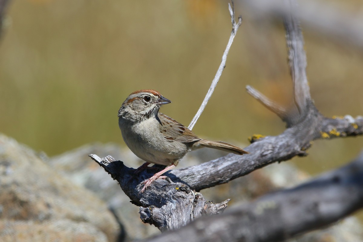 Rufous-crowned Sparrow - Kevin Lester