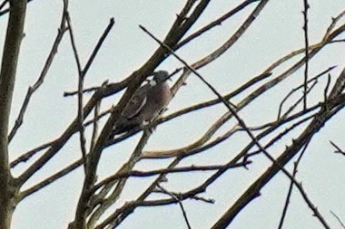 Common Wood-Pigeon - ML618052319