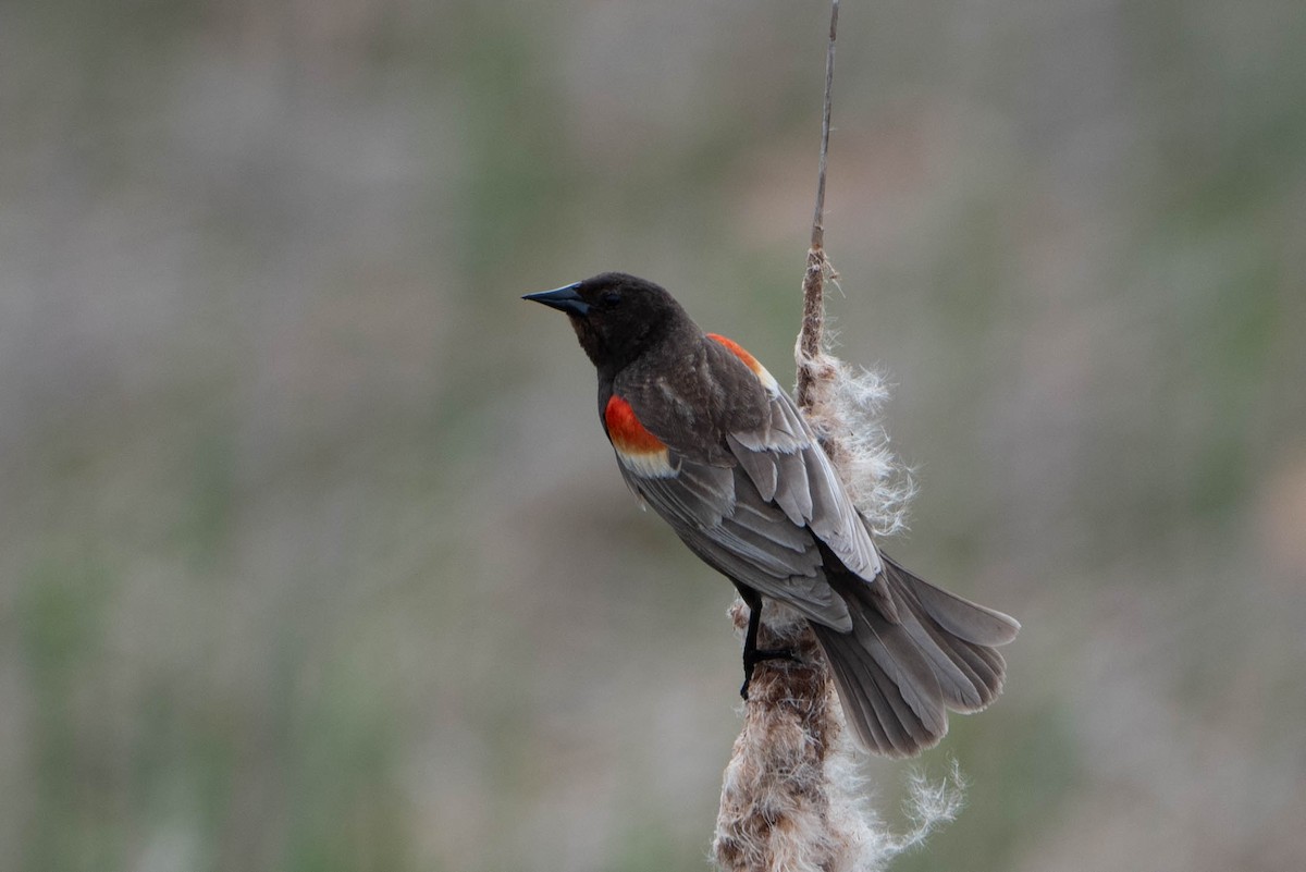 Red-winged Blackbird - Andrea Heine
