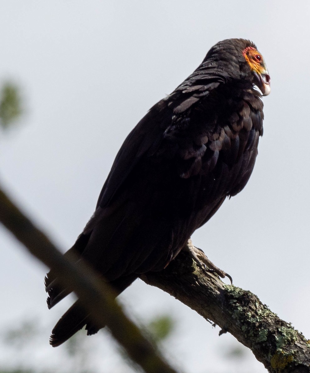 Lesser Yellow-headed Vulture - Richard Thunen