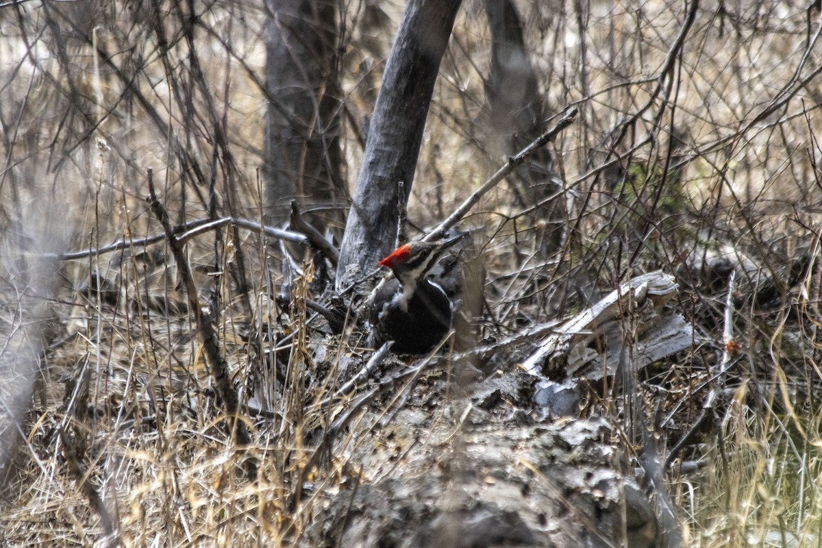 Pileated Woodpecker - ML618052388