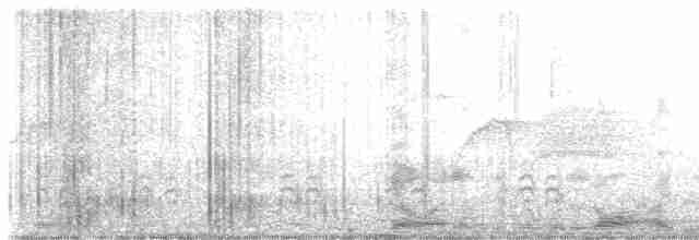 Weißbrustkleiber (carolinensis) - ML618052422
