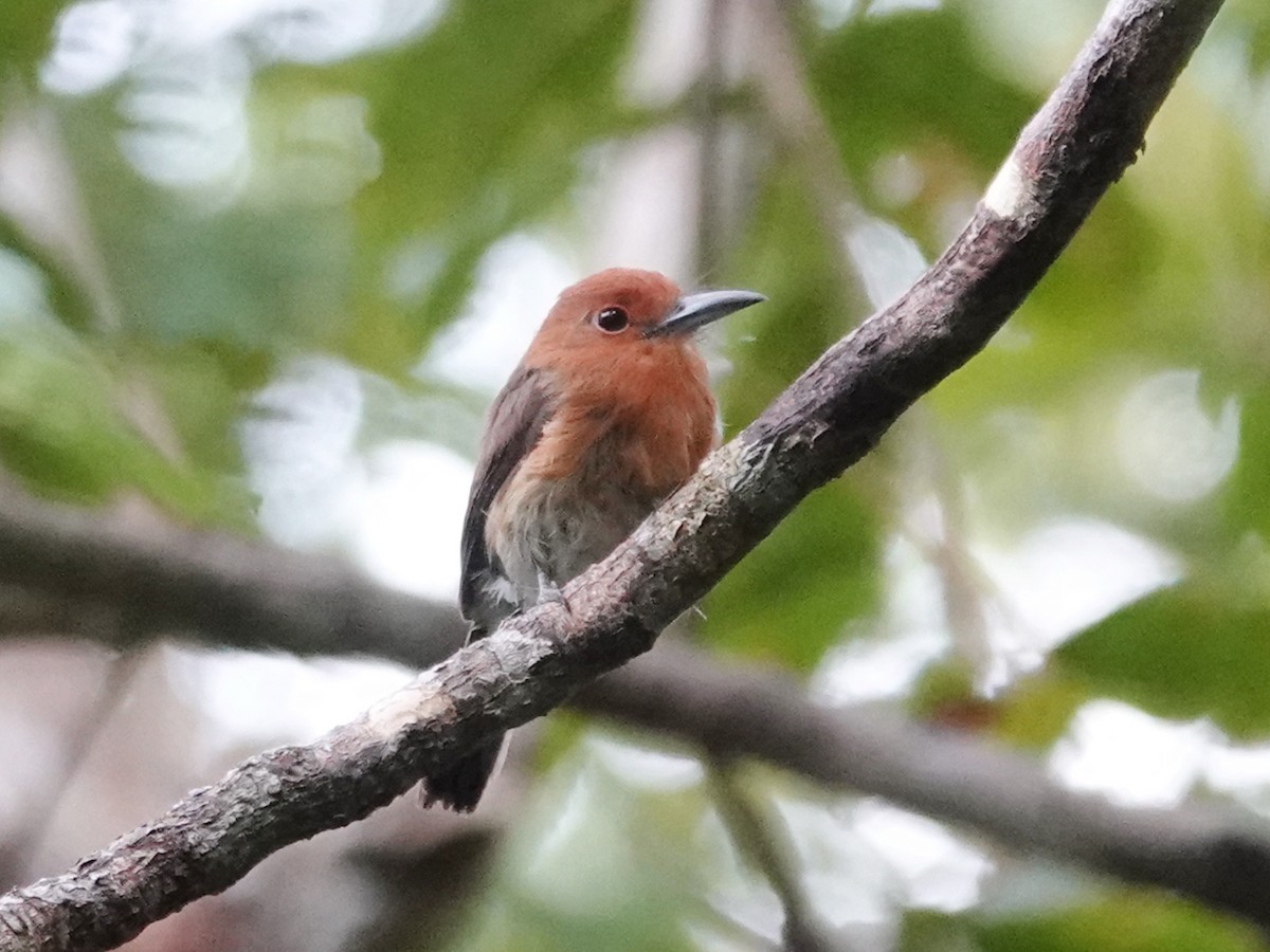 Chestnut-headed Nunlet - Barry Reed
