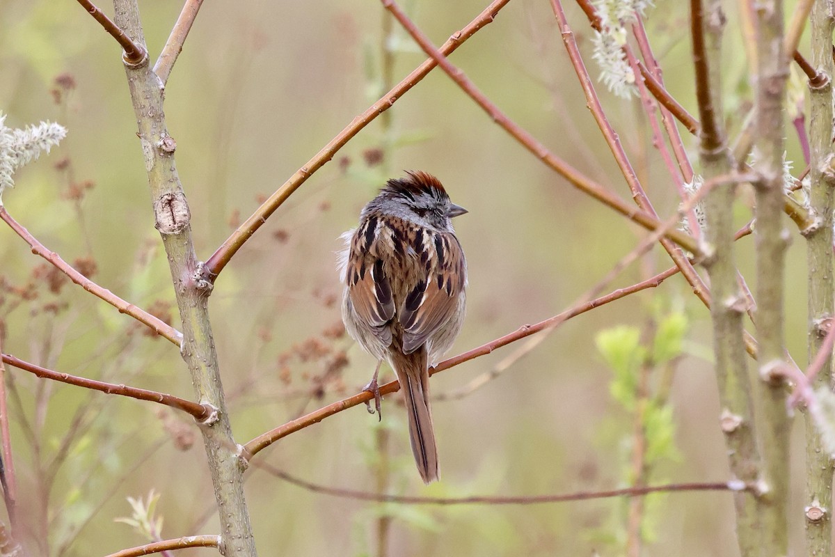 Swamp Sparrow - ML618052481