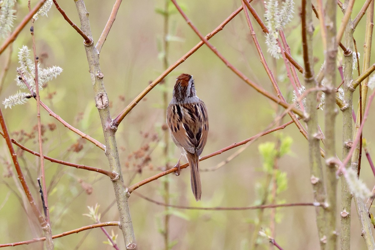 Swamp Sparrow - ML618052491