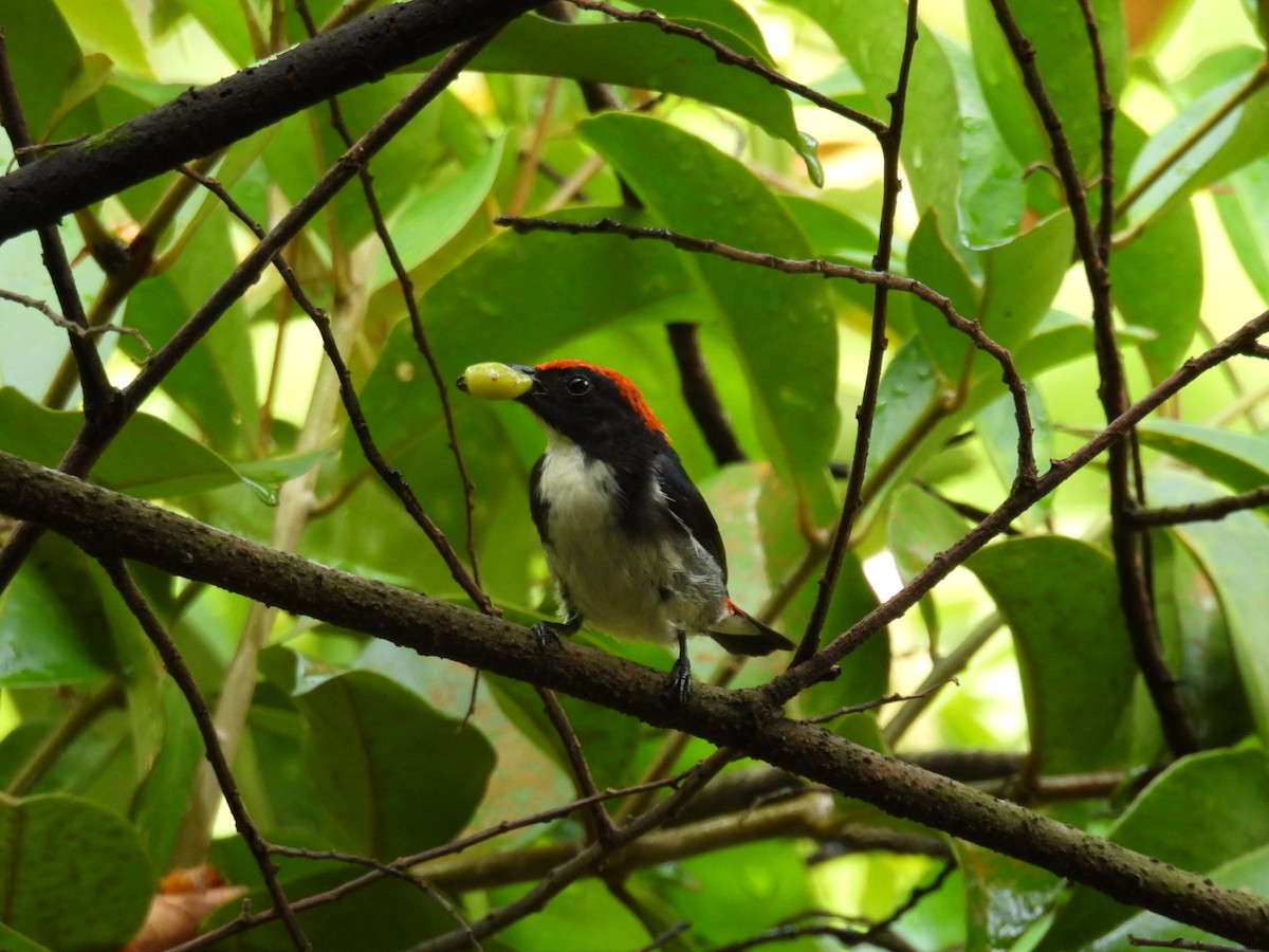 Scarlet-backed Flowerpecker - ML618052497