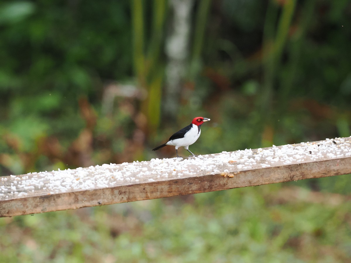 Red-capped Cardinal - ML618052516