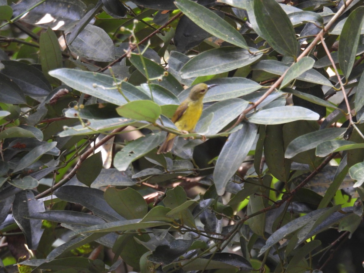 Brown-throated Sunbird - ML618052554