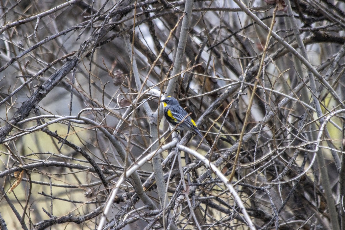 Yellow-rumped Warbler - ML618052565