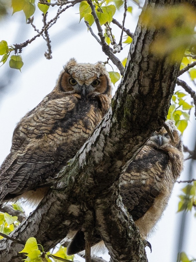 Great Horned Owl - ML618052610