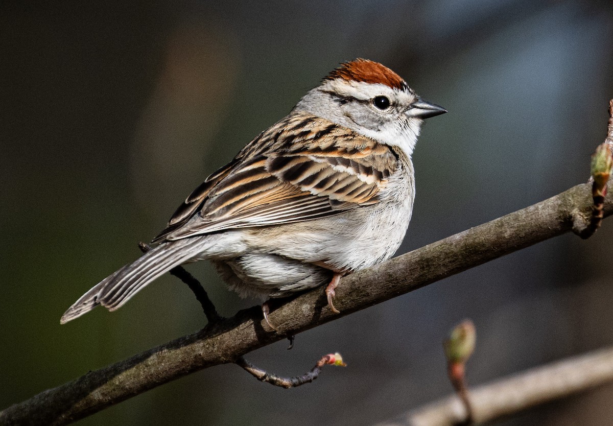 Chipping Sparrow - Tristan Ness