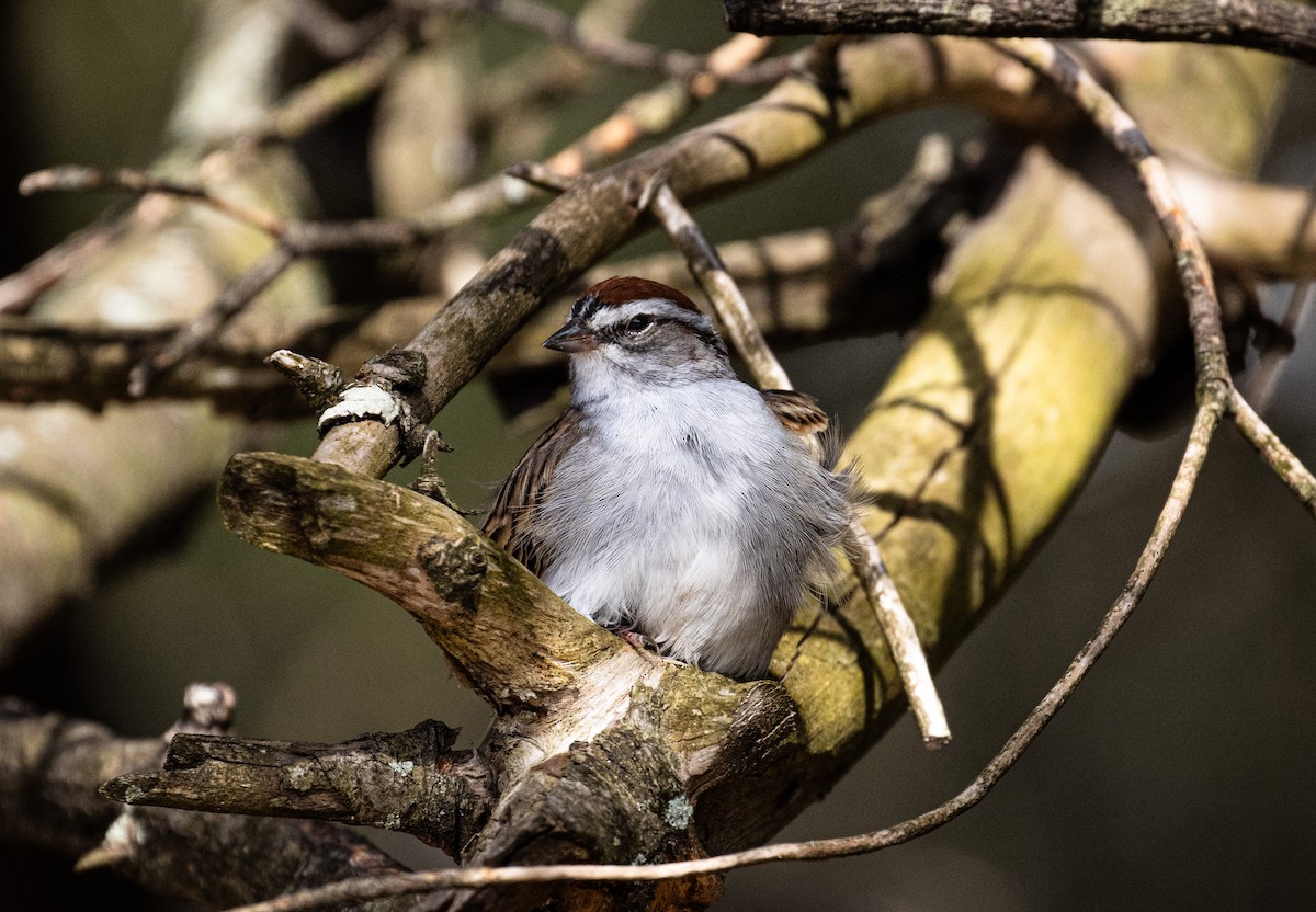 Chipping Sparrow - Tristan Ness