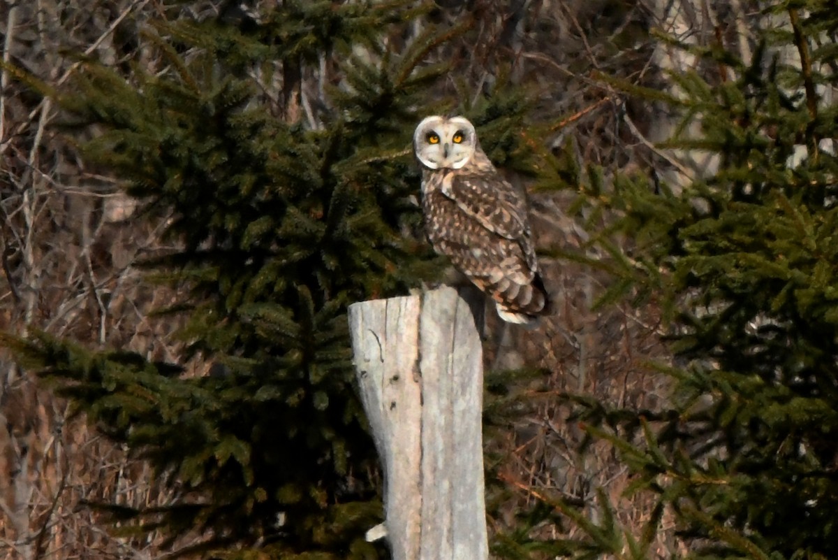 Short-eared Owl - ML618052643