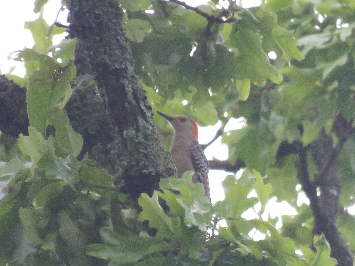 Red-bellied Woodpecker - ML618052645