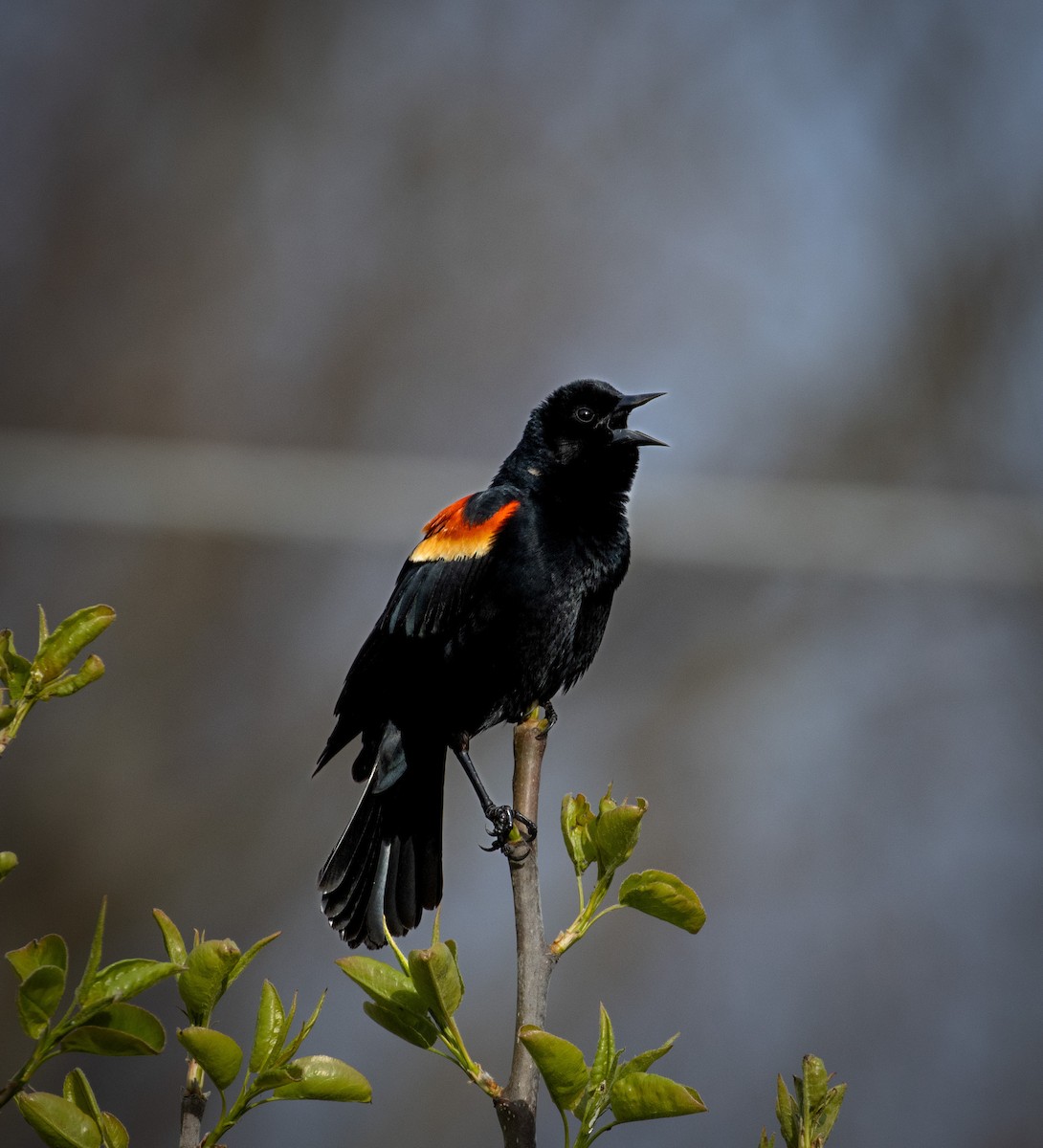 Red-winged Blackbird - Tristan Ness