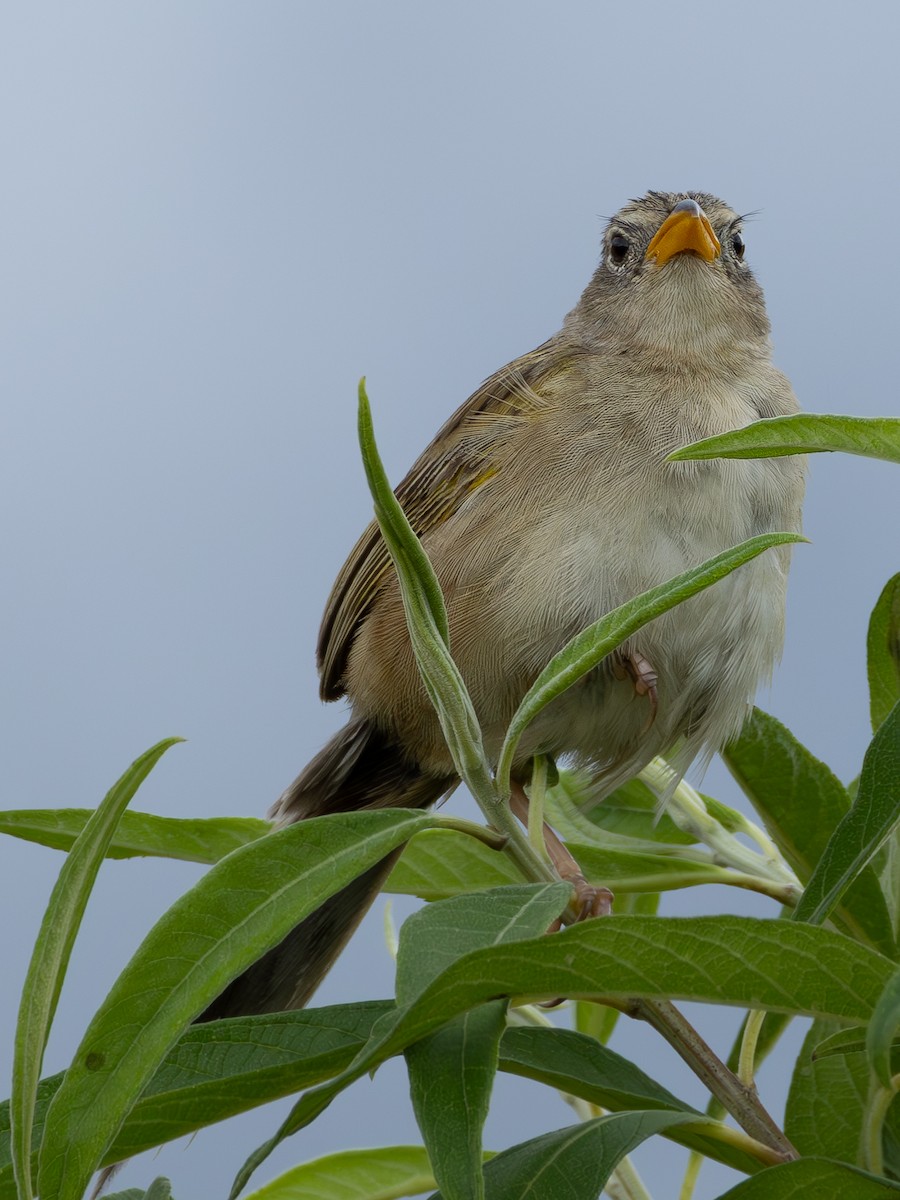Wedge-tailed Grass-Finch - ML618052713