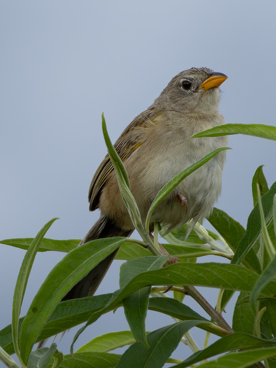 Wedge-tailed Grass-Finch - ML618052714