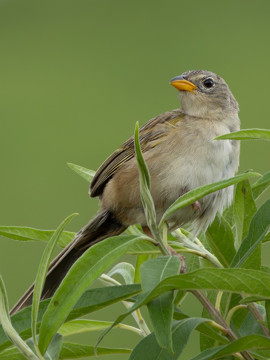 Wedge-tailed Grass-Finch - ML618052715