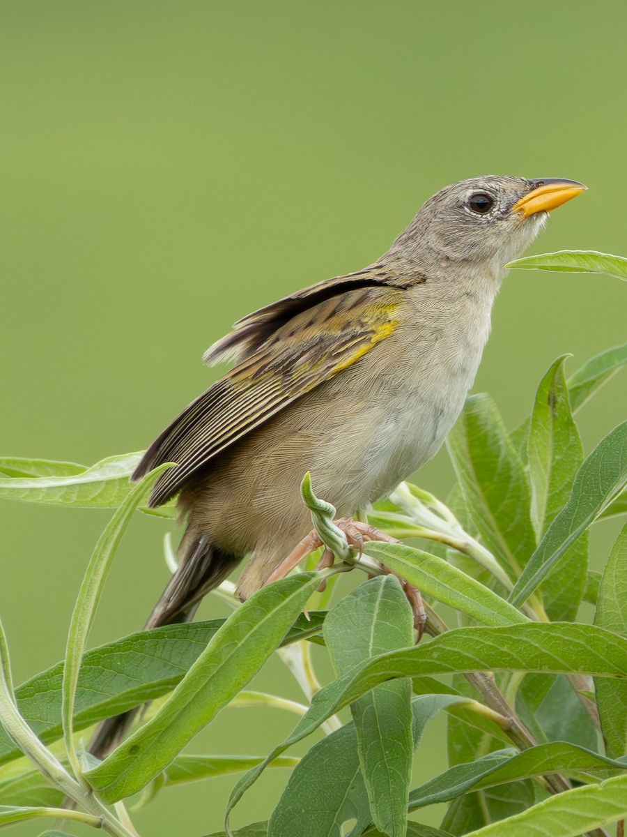 Wedge-tailed Grass-Finch - ML618052716