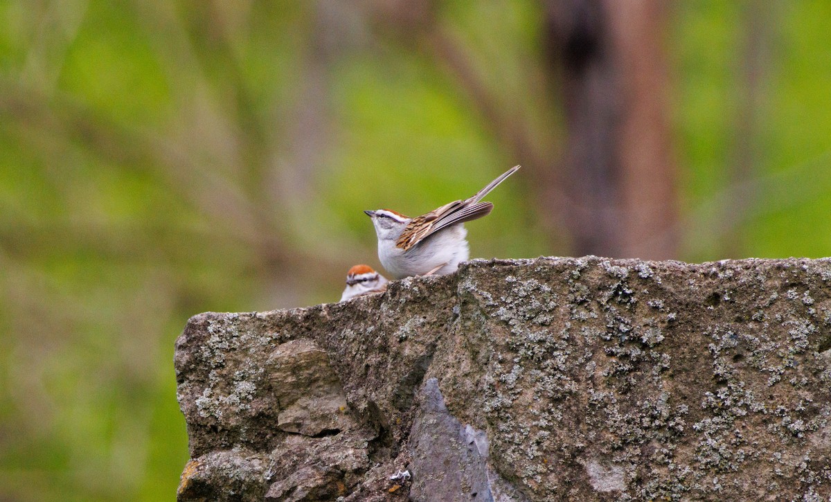 Chipping Sparrow - ML618052747
