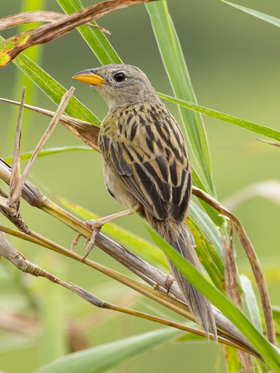 Wedge-tailed Grass-Finch - ML618052759