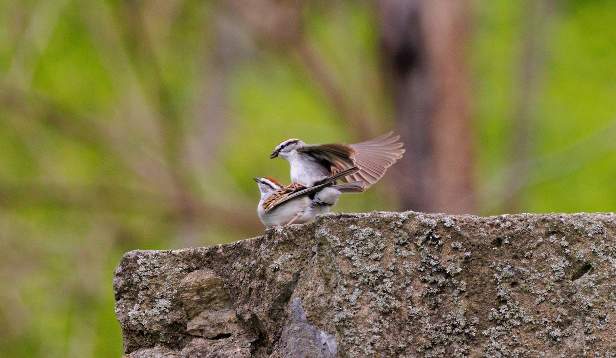 Chipping Sparrow - ML618052763