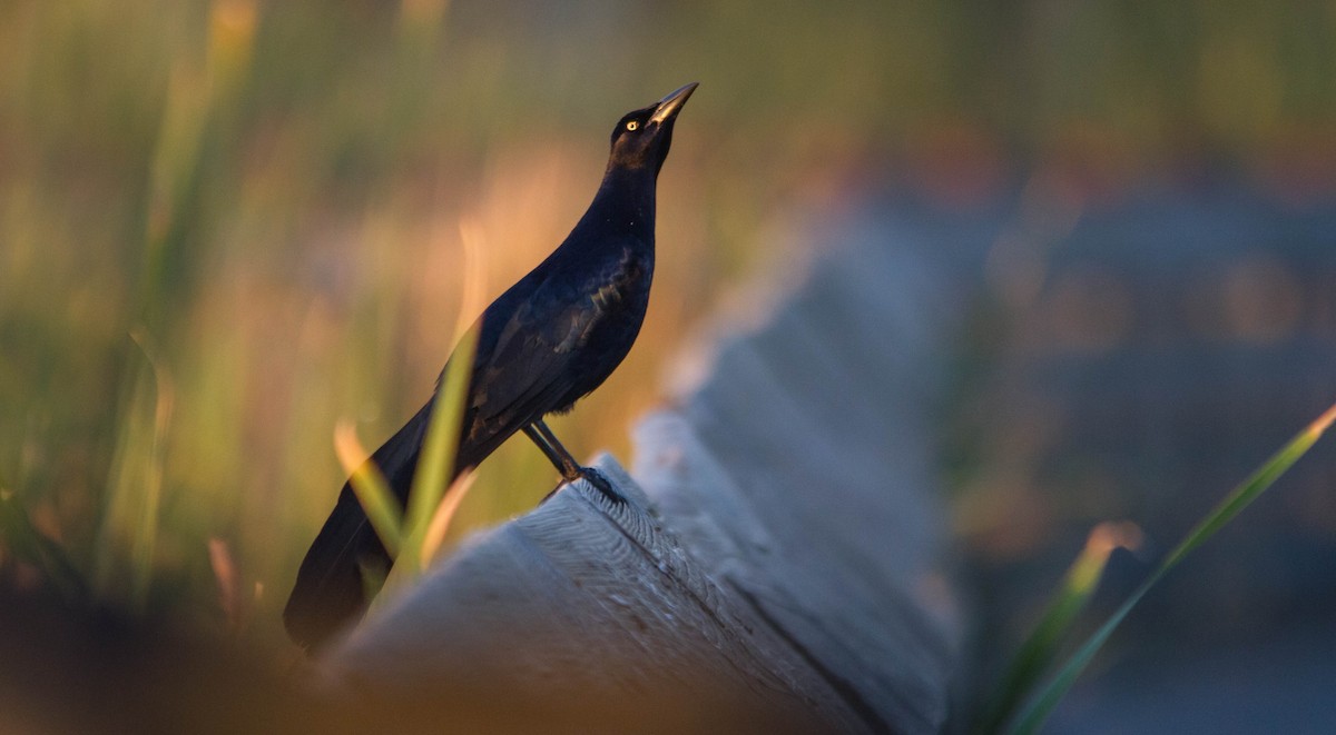 Great-tailed Grackle - ML618052796