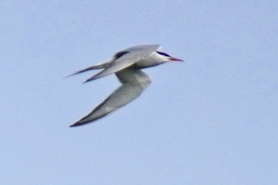 Common Tern - Susan Iannucci