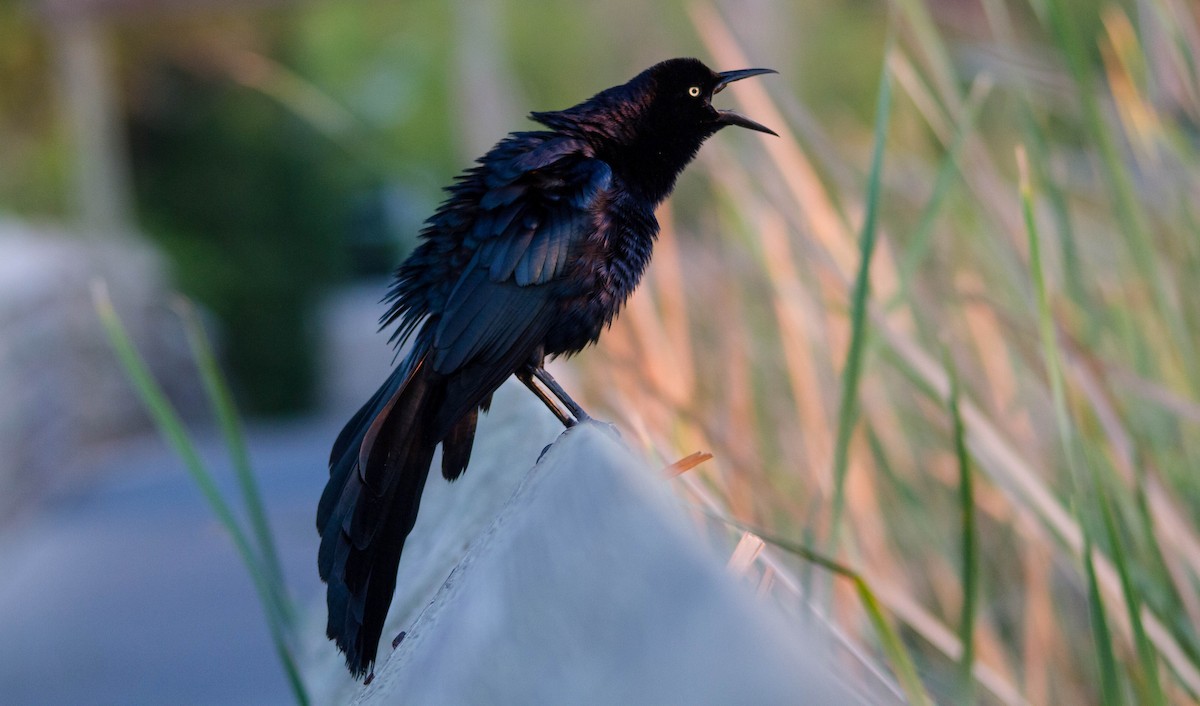 Great-tailed Grackle - Nathan Tea