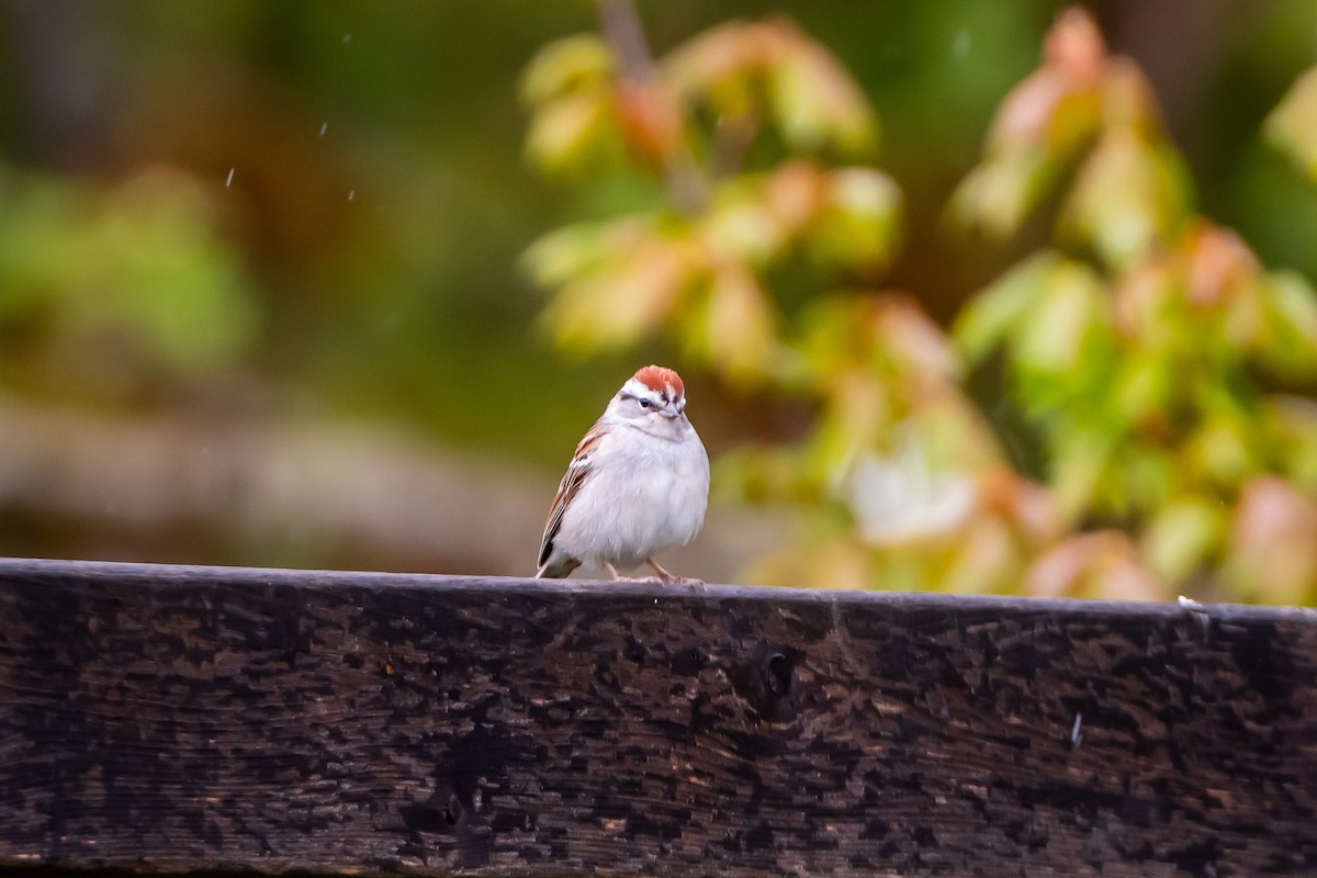 Chipping Sparrow - ML618052812