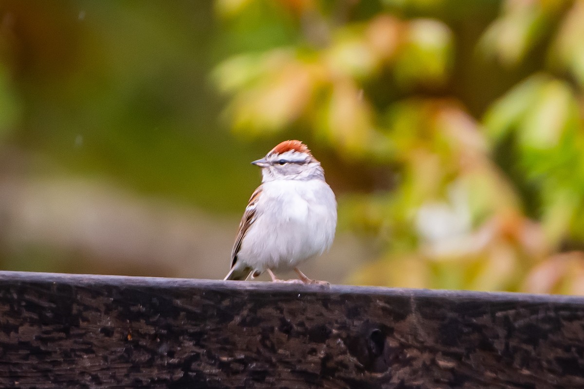 Chipping Sparrow - ML618052813