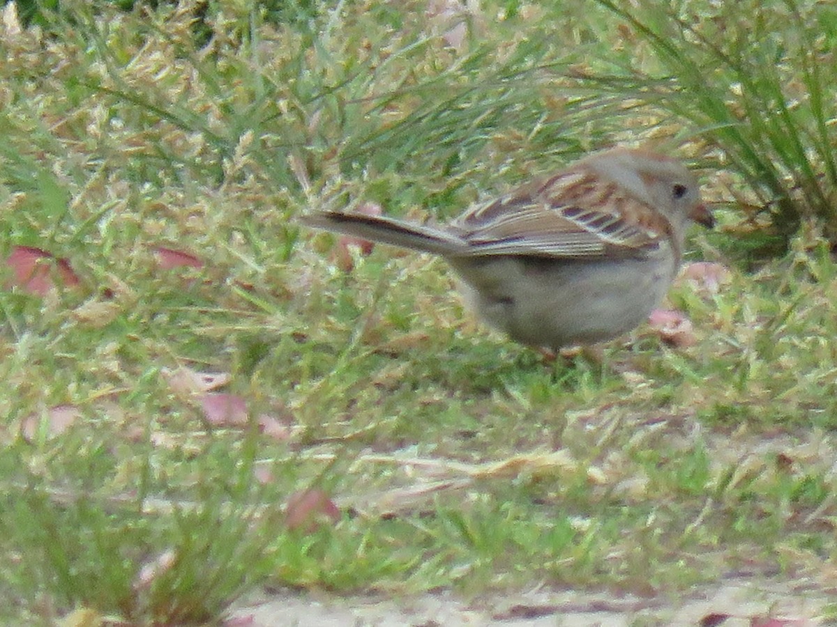 Field Sparrow - ML618052819